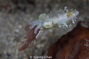 Big Meal/Cuttle fish/Lembeh strait,Indonesia, Canon 5D Ma... by Yuping Chen 
